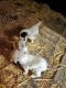 Dalmatian Puppies for sale in Union City, NJ 07087, USA. price: $3,000