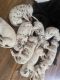 Dalmatian Puppies for sale in Hurst, TX, USA. price: $600