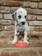 Dalmatian Puppies for sale in Fresno, CA, USA. price: NA