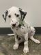 Dalmatian Puppies for sale in Denver, CO, USA. price: NA