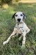 Dalmatian Puppies for sale in Havana, AR 72842, USA. price: NA