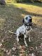 Dalmatian Puppies for sale in Knoxville, TN, USA. price: $900