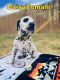 Dalmatian Puppies for sale in Houston, TX 77089, USA. price: $550