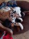 Dalmatian Puppies for sale in Shelby, OH 44875, USA. price: $750
