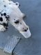 Dalmatian Puppies for sale in Moreno Valley, CA, USA. price: NA