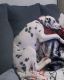 Dalmatian Puppies for sale in Ellenton, FL, USA. price: $650