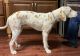 Dalmatian Puppies for sale in Lewiston, ID 83501, USA. price: NA