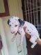Dalmatian Puppies for sale in Nagercoil, Tamil Nadu, India. price: 10000 INR