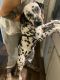 Dalmatian Puppies for sale in 9817 Timber Wolf Ln, McKinney, TX 75071, USA. price: NA