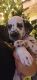 Dalmatian Puppies for sale in Zephyrhills, FL, USA. price: NA