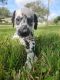 Dalmatian Puppies for sale in Zephyrhills, FL, USA. price: NA