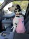 Dalmatian Puppies for sale in Miami, FL 33175, USA. price: NA