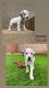 Dalmatian Puppies for sale in 6655 W Fishermans Dr, Tucson, AZ 85757, USA. price: $1,000