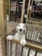 Dalmatian Puppies for sale in Las Vegas, NV, USA. price: NA