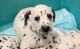 Dalmatian Puppies for sale in Vanceburg, KY 41179, USA. price: $850