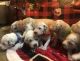 Dalmatian Puppies for sale in Hatfield, KY 41514, USA. price: NA