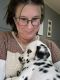 Dalmatian Puppies for sale in Saline County, AR, USA. price: NA