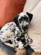 Dalmatian Puppies for sale in Torrington, CT, USA. price: $2,800