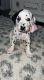 Dalmatian Puppies for sale in Haleyville, AL 35565, USA. price: NA
