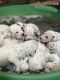 Dalmatian Puppies for sale in Seminole, TX 79360, USA. price: NA