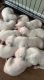 Dalmatian Puppies for sale in 717 Washington Rd, Shell Knob, MO 65747, USA. price: $1,000