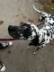 Dalmatian Puppies for sale in Akron, OH, USA. price: NA