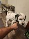 Dalmatian Puppies for sale in Bronson, MI 49028, USA. price: $500