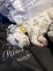 Dalmatian Puppies for sale in West Palm Beach, FL, USA. price: NA