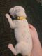 Dalmatian Puppies for sale in Clinton Twp, MI, USA. price: $1,500