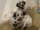 Dalmatian Puppies for sale in Battle Creek, MI, USA. price: $700