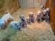 Dalmatian Puppies for sale in Indianapolis, IN, USA. price: NA