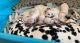 Dalmatian Puppies for sale in Cape Coral, FL, USA. price: $1,500