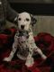 Dalmatian Puppies for sale in Brownstown Charter Twp, MI, USA. price: $1,350