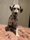 Dalmatian Puppies for sale in West Palm Beach, FL, USA. price: $650