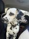 Dalmatian Puppies for sale in New York, NY, USA. price: $200