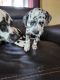 Dalmatian Puppies for sale in Roanoke, VA, USA. price: $900