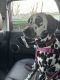 Dalmatian Puppies for sale in MD-650, Silver Spring, MD, USA. price: NA