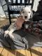 Dalmatian Puppies for sale in Madison, AL 35756, USA. price: NA