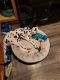 Dalmatian Puppies for sale in Cross Lanes, WV, USA. price: $700