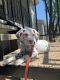 Dalmatian Puppies for sale in Bedford, TX, USA. price: $2,500