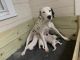 Dalmatian Puppies for sale in Hickory, NC, USA. price: $600