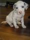 Dalmatian Puppies for sale in Hickory, NC, USA. price: $600
