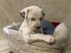 Dalmatian Puppies for sale in Bronx, NY, USA. price: NA