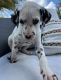 Dalmatian Puppies for sale in Miami, FL, USA. price: $800