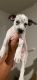 Dalmatian Puppies for sale in Lehigh Acres, FL, USA. price: NA