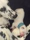 Dalmatian Puppies for sale in Westfield, IN, USA. price: NA