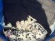 Dalmatian Puppies for sale in Westfield, IN, USA. price: $1,150