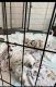 Dalmatian Puppies for sale in Houston, TX, USA. price: $900