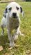 Dalmatian Puppies for sale in 10021 SE Cravens Rd, Red Oak, OK 74563, USA. price: NA