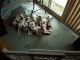 Dalmatian Puppies for sale in Burdett, NY 14818, USA. price: NA
